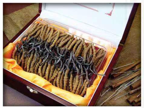 厚街镇冬虫夏草回收